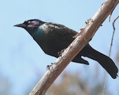 Bird Photography, Black Bird Picture, 8x10 Print, Animal Pictures, Wildlife Photography