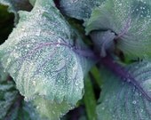 Frosted Cabbage - Purple Winter Vegetable Photo Print 8 x 10