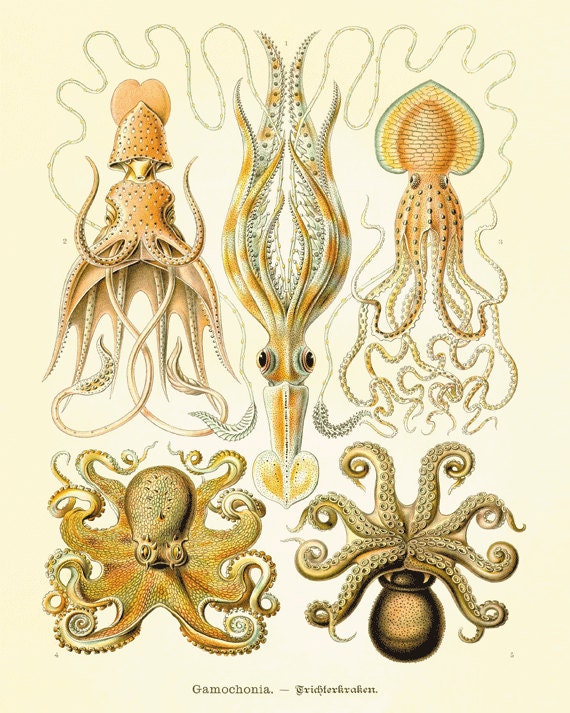 Octopus vintage art nautical art  Ocean art Sea beach art Antique wall decor  nature print natural history art Home decor art  8x10