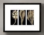 Vintage print, 'Sea life trio', marine life engraving, Haeckel Antique illustration, vintage natural history, 8 x 10/A4 Giclee print