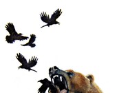 Scared Outrage - Bear with crows - Print of original illustration