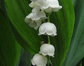Lily of the Valley - Sweetness and Light