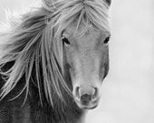 Wild Horse 11x14 Black & White Wildlife Photography, Animal Photography, Nature Photograph, Chincoteague Pony, Assateague Island, Equine Art