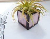 Air plant holder - single stained glass box - Pink with Tillandsia Ionantha Selecta Air Plant