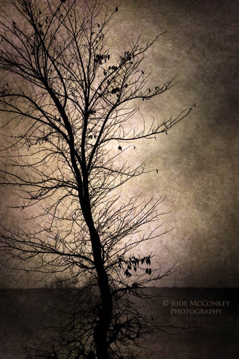 tree landscape photography sepia office decor sunrise storm 20x30 fine art photography
