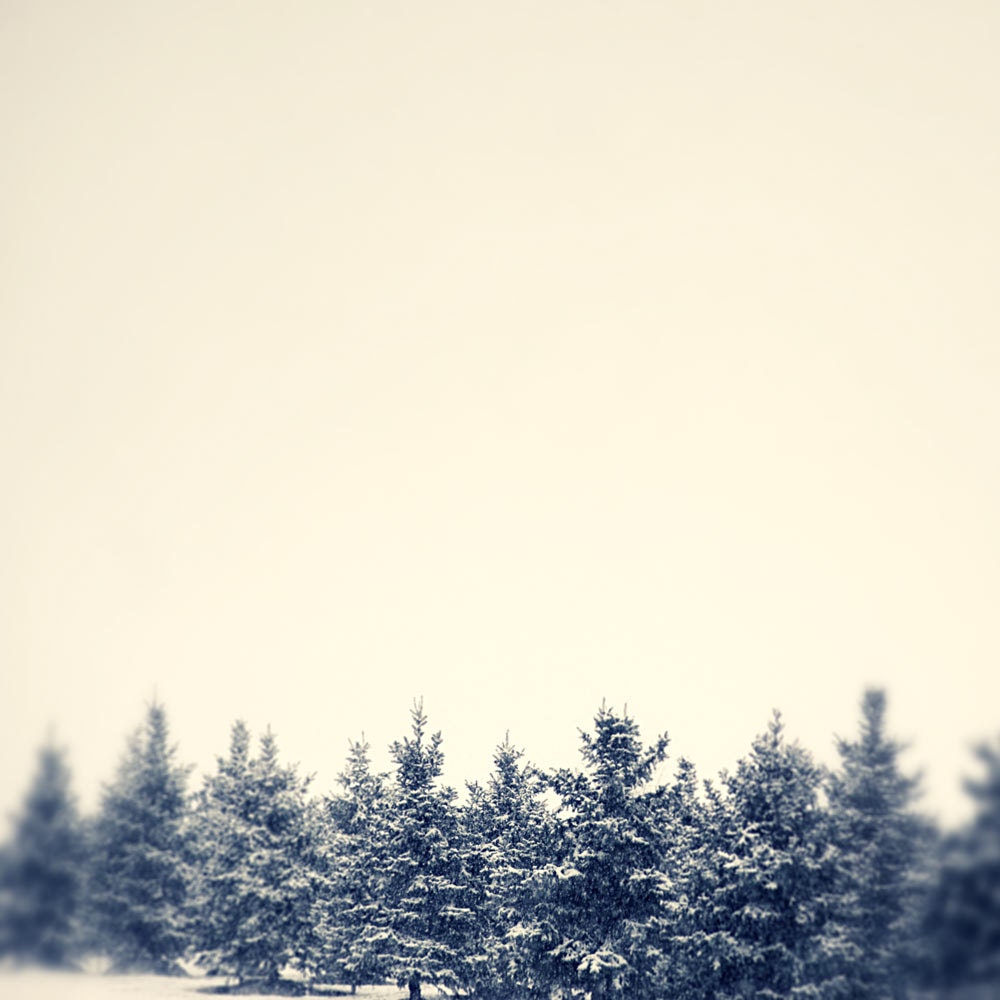 Nature photography monochrome photograph black and white print tree photo winter scene - fine art photography - 8x8