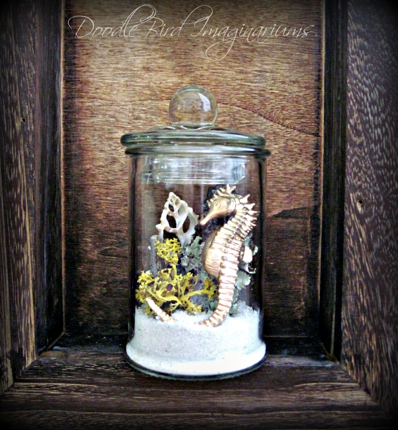 Air Plant Lichen Terrarium / Seahorse & Sea Shell Specimen Jar Terrarium / DIY Kit / Beach Decor