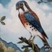 Sparrowhawk oil on canvas wildlife illustration of an American Kestrel Falcon by elizabeth caffey