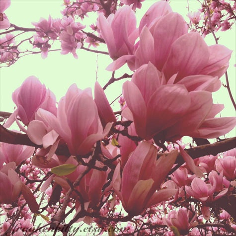 Nature Photography, Magnolias, Color Garden Photo, Prospect Park Brooklyn