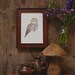 Barred Owl 5x7 Print
