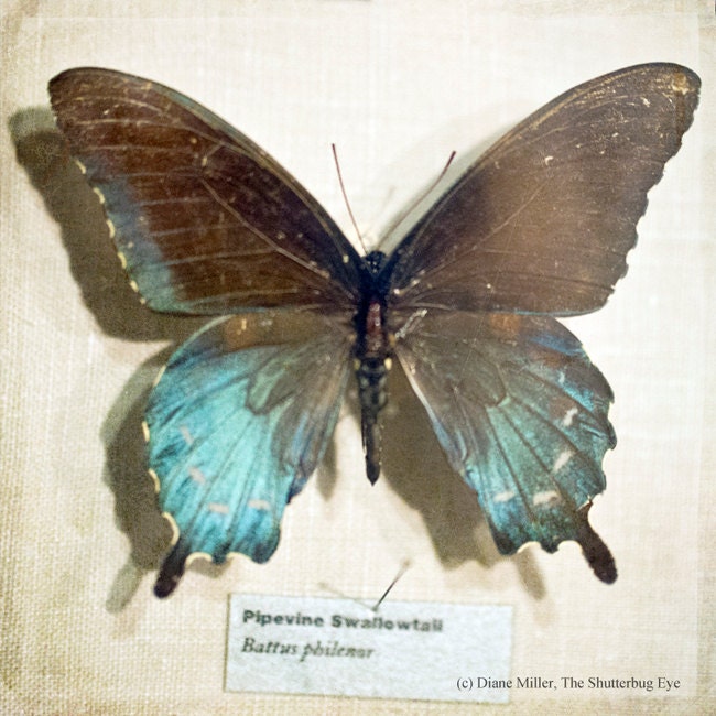 Butterfly Wall Decor, Office Decor, Nursery Decoration, Butterfly Photo, Swallowtail 8x8 Fine Art Print, Blue, Teal, Black, Cream, Beige