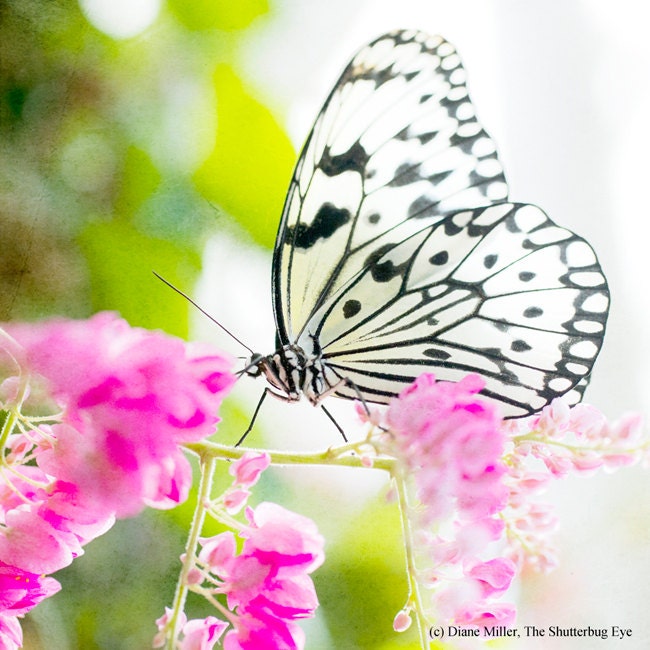 Butterfly Photograph, Nature Photography Print, Pink Flower Photo, White Butterfly, 8x8 color photography, honeysuckle pink, green, white