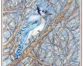 Art Print--Blue Jay--print from original watercolor drawing, from my sketchbook
