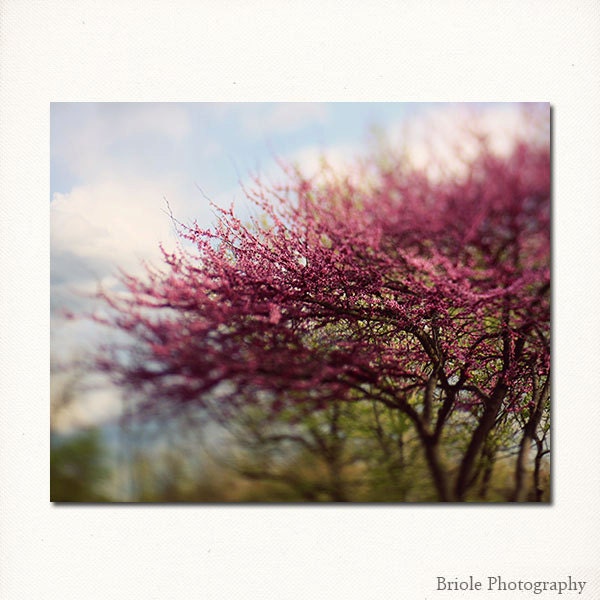 Landscape Photograph. 8x10 Spring Redbud Tree Fine Art Print. Tree, Wall Art, Nursery Art, Nature.