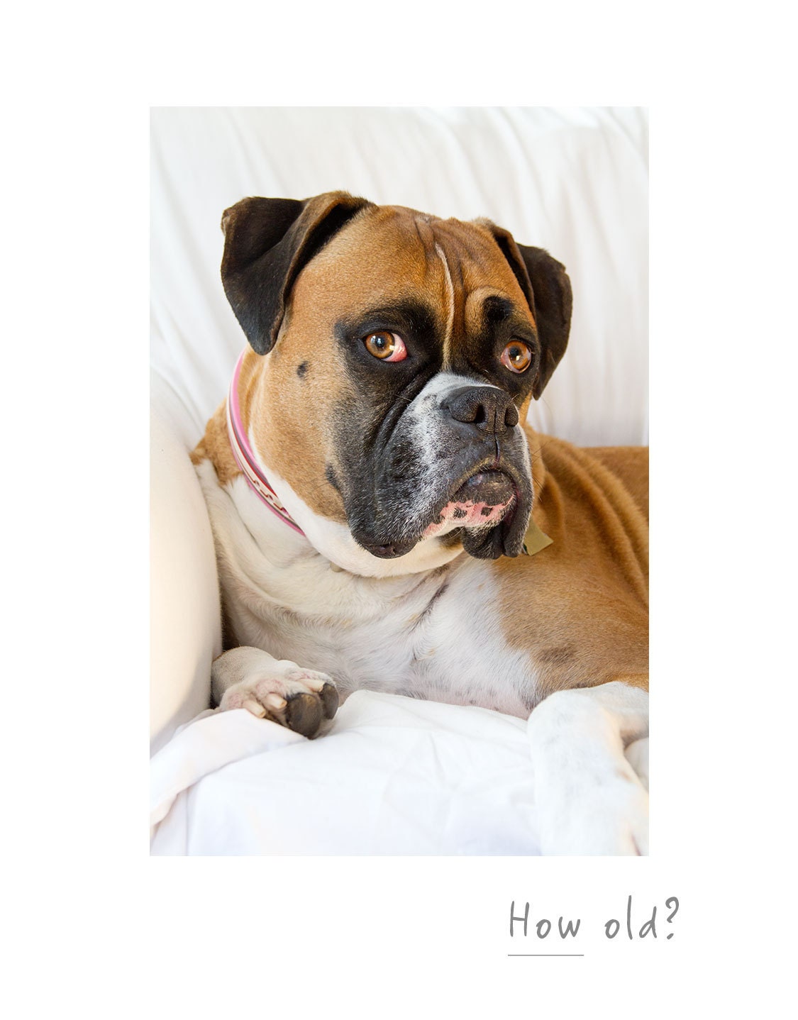 Boxer Dog Birthday Greeting Card - "How Old"