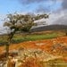 Windswept Hawthorn at Pew Tor , Dartmoor  A4 Photographic Print