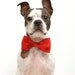 Red Dr Seuss Whimsical Dots Dog Bow Tie - Dog Collar Accessories