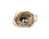 Original Watercolor - Nest Painting with Two Eggs