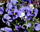 Blue Pansies 8x10 Fine Art Photographic Print