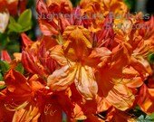 Orange Azalea Flowers 8x10 Fine Art Photographic Print