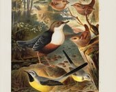 1900 Antique SONGBIRD lithograph, colorful songbirds, wren, Wagtail, original antique circa 110 years old print - TwoCatsAntiquePrints