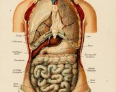 1911 Antique ANATOMY print, Chest and abdominal organs,  102 years old antique print