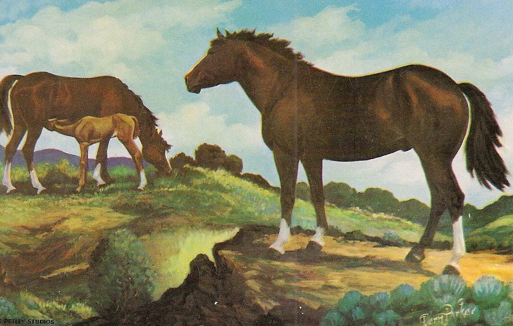 Western Quarter Horses Vintage Chrome Postcard Color Reproduction of Oil Painting by Vern Parker