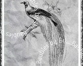 Vintage Digi Download - Bird Feathers Birds Animals Tree Branch Leaves Spring
