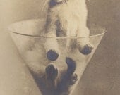 A Kitty Martini, Served by Reutlinger, circa 1900