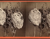 Wonderful and Unusual 1860s Stereoview Photo of a Hornet's Nest
