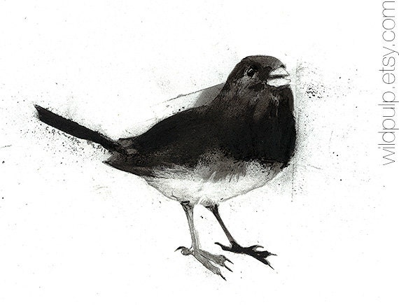 Black-eyed Junco : songbird, original charcoal drawing - nature art, home decor