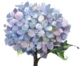 Blue Hydrangea Small Watercolor Painting