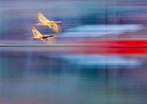 Ducks flying over water - Tanglewood Lake - SPRING nature landscape - Blue Ridge Mtns -blue n red matted to 8x10 ready to frame