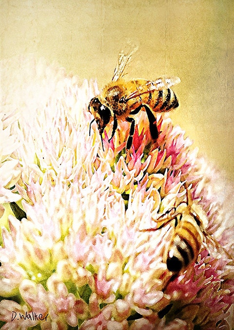Honey BEES- Pastel -  pink blossoms - Country Chic - soft pink yellow watercolor-like-  matted to 8x10