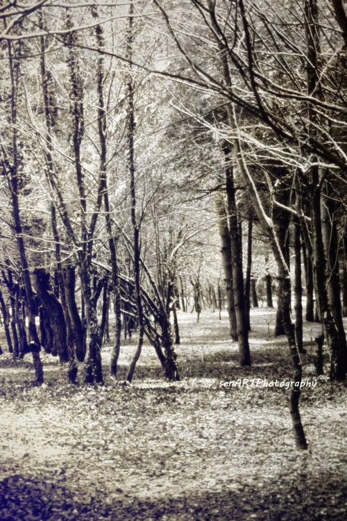 Quietness Grove 8"x12" Fine Art Wall Decor Autumn Winter Photograph For Modern Cafe Bar Pub Hotel Restaurant Nursey Home Office
