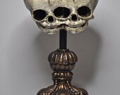 Conjoined Twins Fetal Skull Display