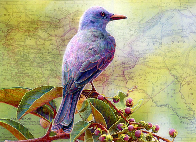 Bird Art Print - Bird Poster - Giclee Art Print Reproduction - Limited Edition Print - Giclee Print - Blue Bird Print