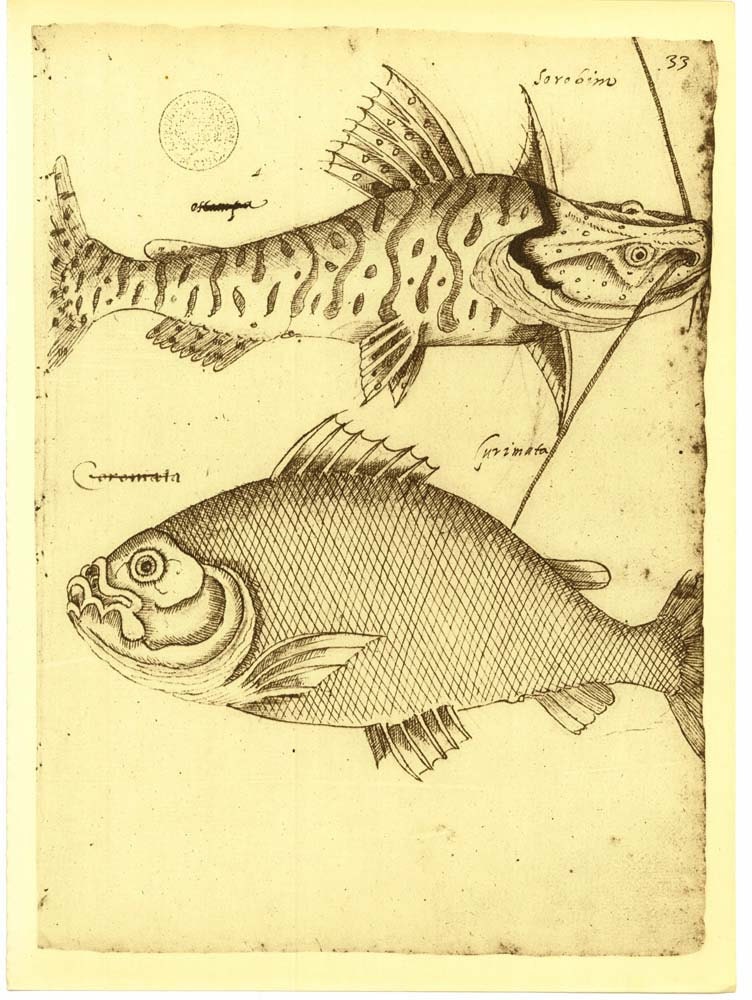 Sketch Drawing of Fishes of Maranhao, Brazil by Frei Cristovao de Lisboa