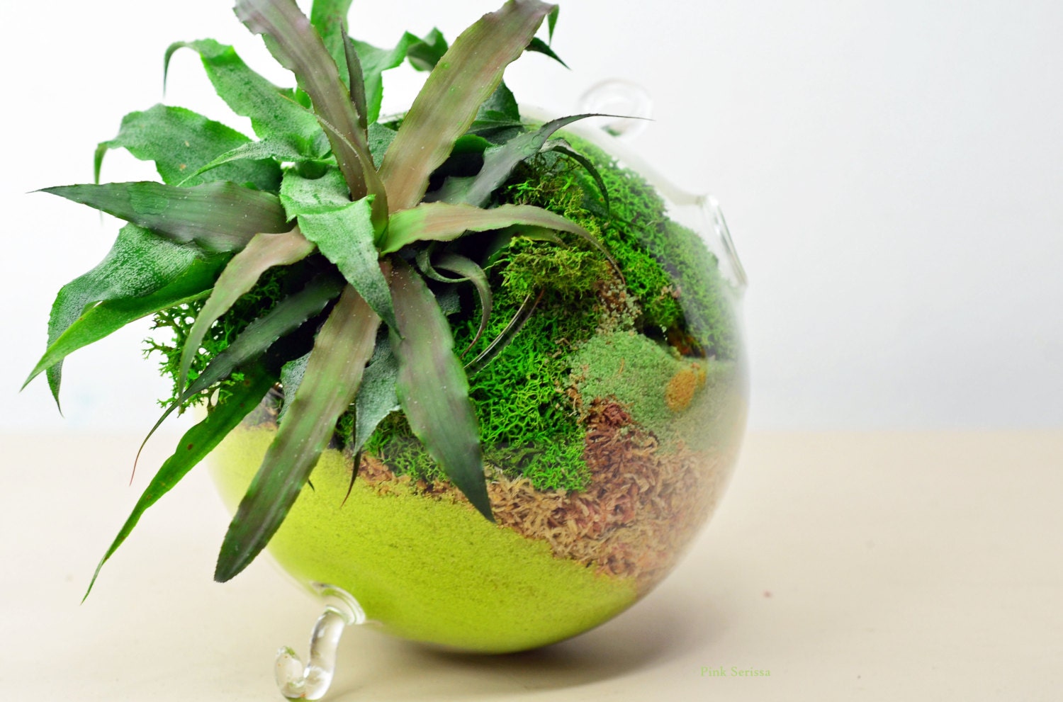 Hanging glass orb terrarium // Earth Star // Crypanthus // Green Sand // Green Reindeer Moss // Home and Garden // Living Home Decor