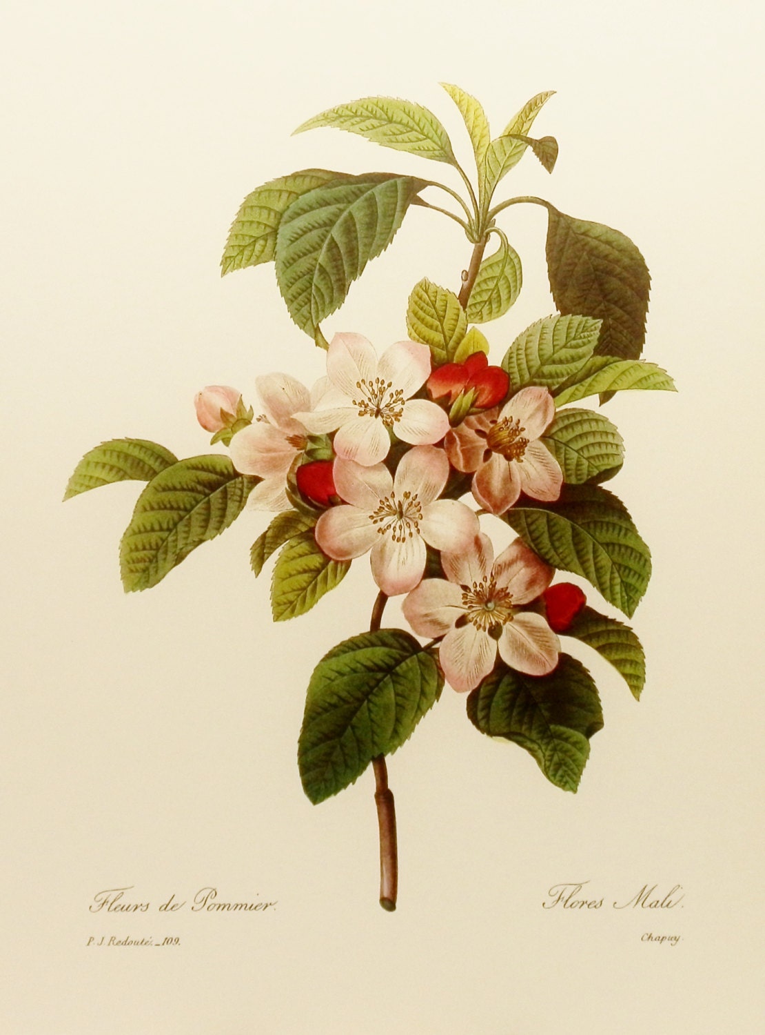Apple Tree, Fruit Flower Print (Home Decor ,Botanical Art) Redoute Flower Book Plate, Illustration No. 109)