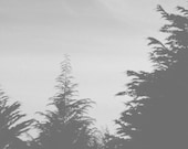 8x10 - Ghosts - Surreal Nature Art Print, Black and White Photography, Modern Minimalist Home Decor, Gray Mist