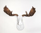 Faux Moose Head - The Boston - Resin Moose Head W/ Bronze Antlers - Faux Taxidermy