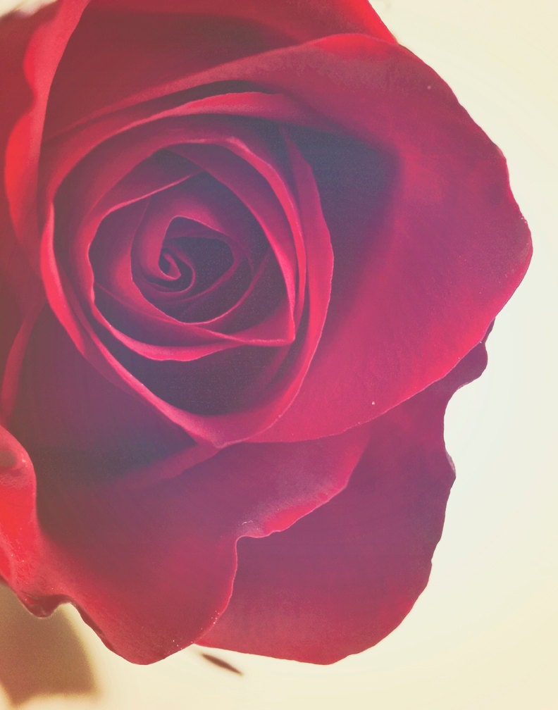 Red Rose Photography - Fine Art Photography - Flower Wall Art - Home Decor - Still Life Photograph - Modern Art Print