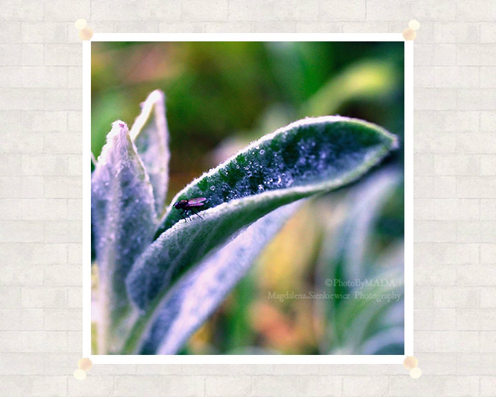fly on Stachys leaf Photography 8x8 inch (20x20 cm) Nature Photography Flower Fine Art Print - Home decor - Gift Idea - PhotoByMADA