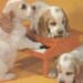 PUPPIES & TOY PIANO, "The Three Offbeats", Vintage Photo Postcard, Used and Stamped, Cocker Spaniels, 1950s - 1960s, Plastichrome