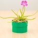Moctezuma Butterwort Pinguicula - Bug eating Carnivorous Plant