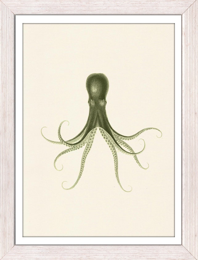 Wall decor poster-Vintage octopus no.19- sea life print-Marine  sea life illustration A4 print- vintage natural history