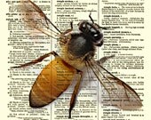 Bee Print on Antique Dictionary Page, Bee Illustration, Mixed Media Collage Art Print, Wall Art, Wall Decor