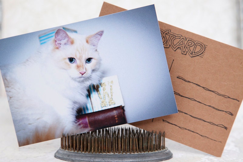 Flame Point Ragdoll White Kitty Kitten Pet Birthday Love Family Friends Handcrafted Photo Art Photography Postcard Post Card