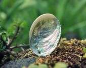 abalone shell ring
